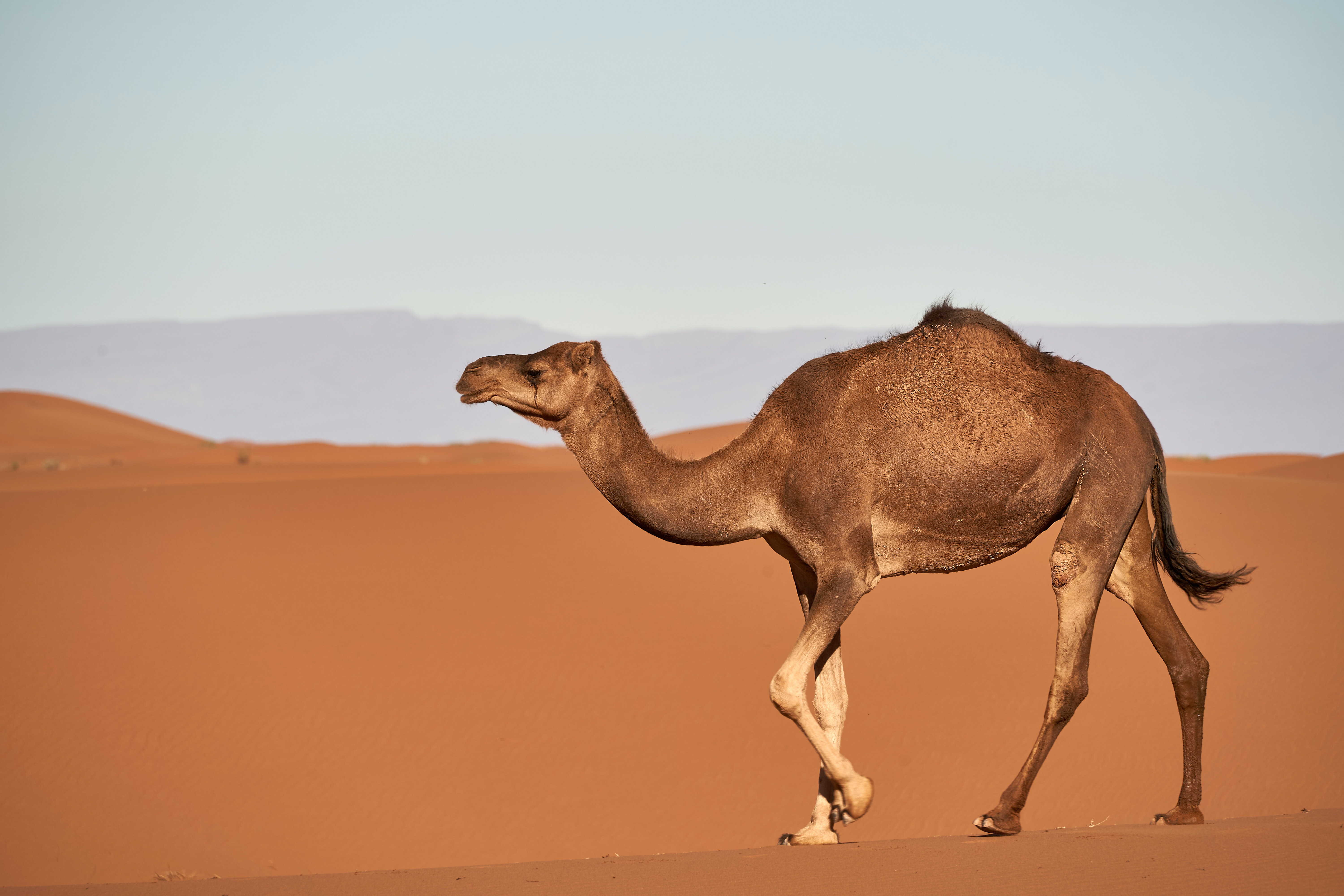 Camel Startups